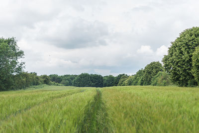 Scenic view of agricultural field against sky