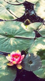 Close-up of lotus water lily in pond