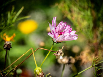 Close-up of pink flowering plant