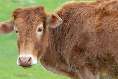 Cow in a field