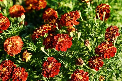 High angle view of red flowering plants