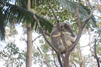 Low angle view of lizard sitting on tree