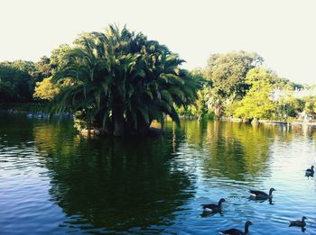 Swans swimming in lake against clear sky