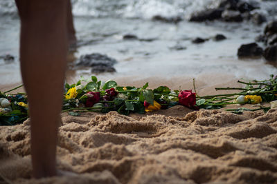 Lower part of the legs of unidentified people wet in the beach water. tribute to iemanja.