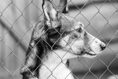 Close-up of a dog looking away