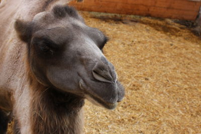 Close-up of a horse