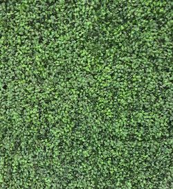 Full frame shot of green grass