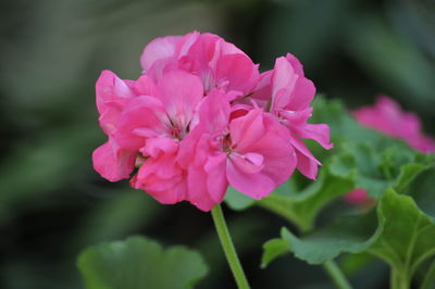 Close-up of pink flower growing on plant