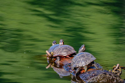 Turtles in lake