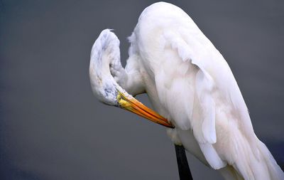 Close-up of a bird