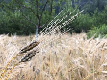 Close-up of wheat growing on field