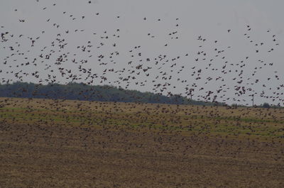 Flock of birds flying against clear sky