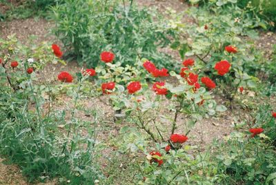 Close-up of red poppy flowers growing in field