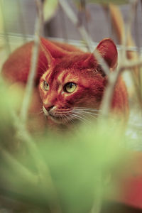 Close-up portrait of cat