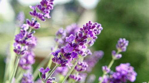 Close-up of purple flowering plants