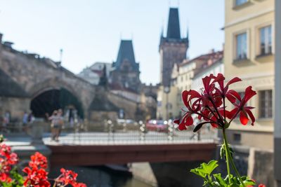 Red flower blooming by historic building