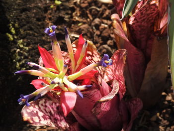 Close-up of pink flowering plant on field