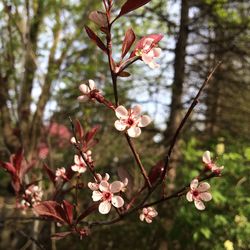 Close-up of cherry blossoms