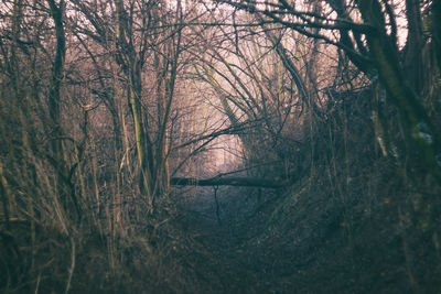 View of bare trees on landscape