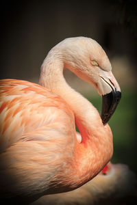 Close-up of bird