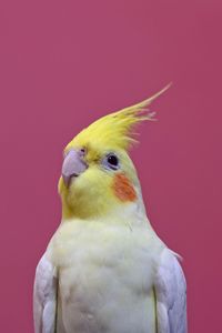 Close-up of a bird against pink background