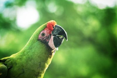 Close-up side view of bird