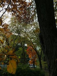 Trees in forest