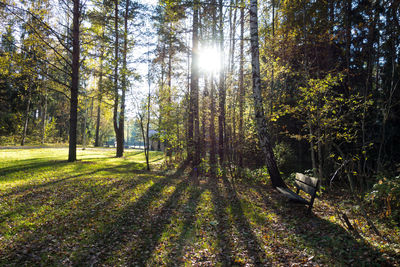 Sun shining through trees in forest