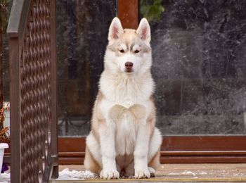 Portrait of dog sitting on snow