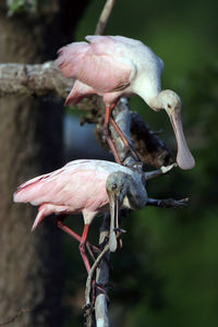 Close-up of bird perching on a tree