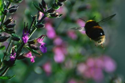 Bumblebee hovering by flowers