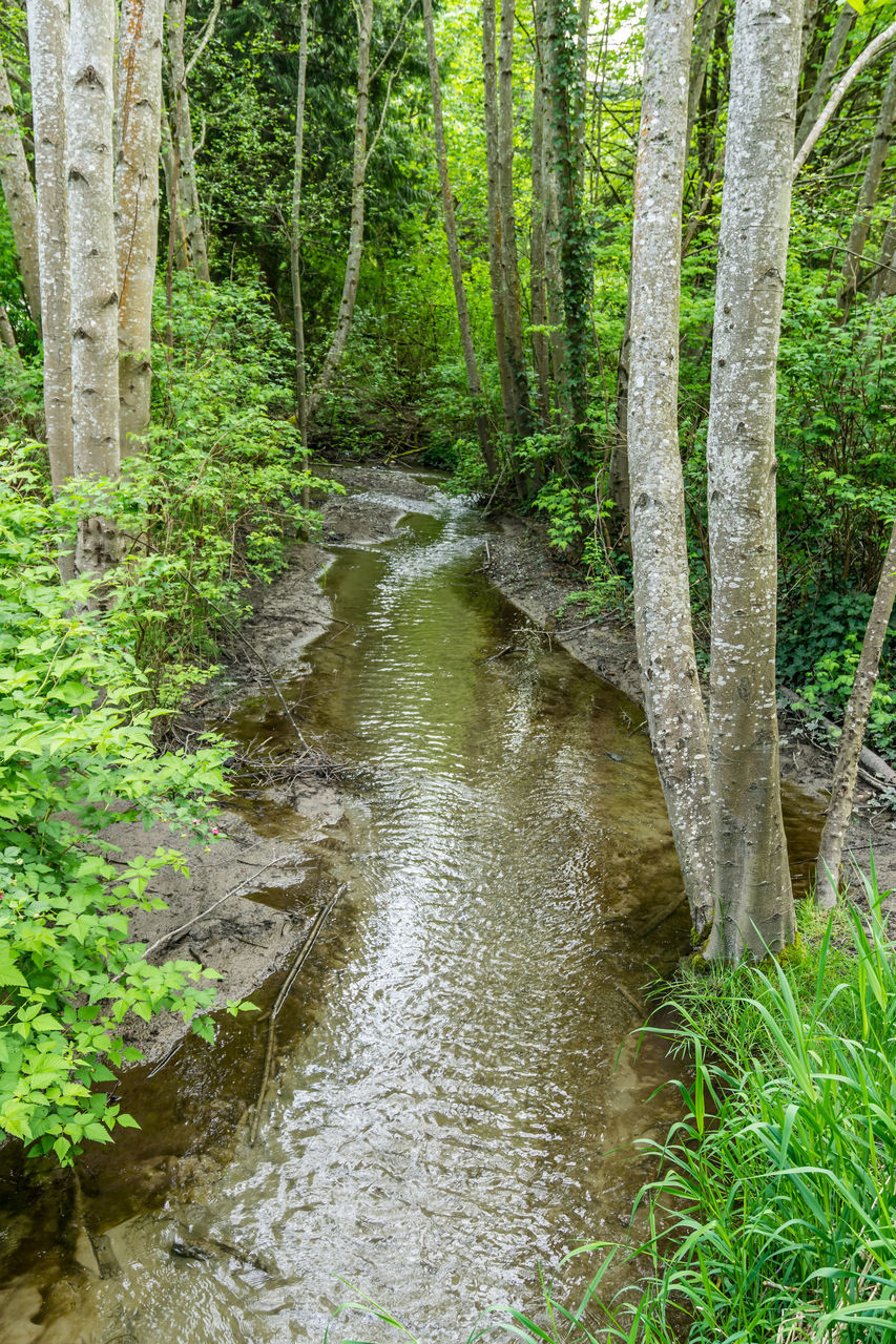 SCENIC VIEW OF STREAM FLOWING IN FOREST