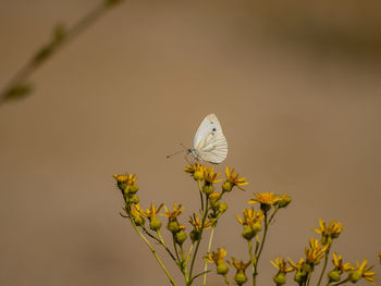 Close-up of butterfly pollinating on flower