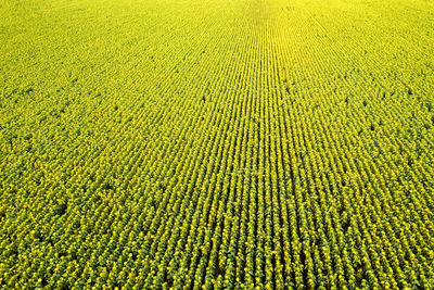 Full frame shot of crops on field