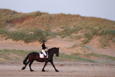 Horse riding horses on a field