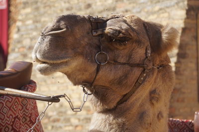 Close-up of a horse