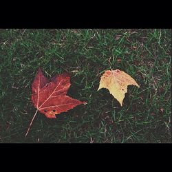 Close-up of maple leaves on grassy field