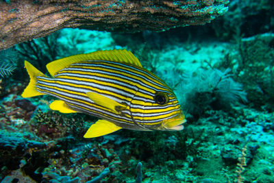 Fish swimming in sea