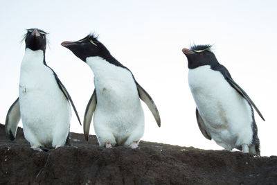 Low angle view of birds perching on land