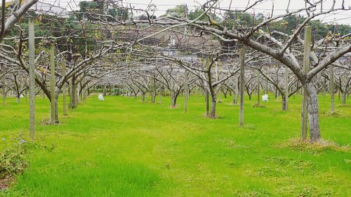 Trees on grassy field