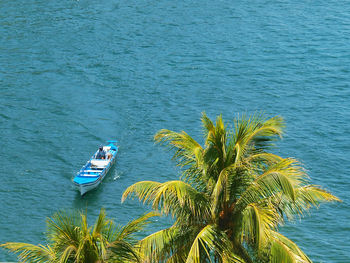 High angle view of tree by sea