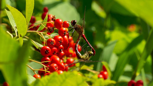 Close-up of red berries growing on plant