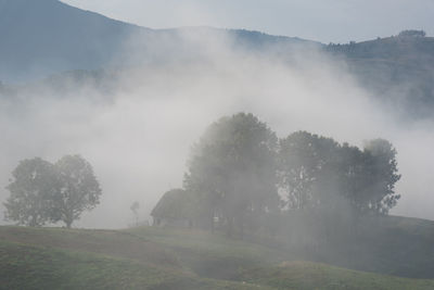 Scenic view of trees on field against sky