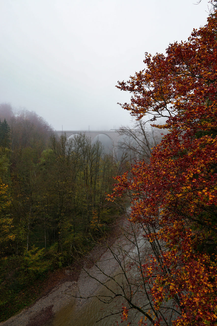 TREES AND PLANTS IN FOREST DURING AUTUMN