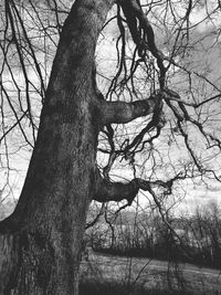 Low angle view of bare tree against sky