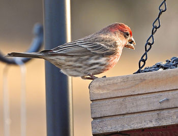 Close-up of bird perching on wooden railing