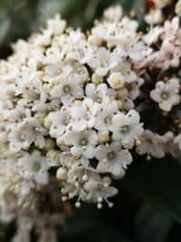 Close-up of white cherry blossom