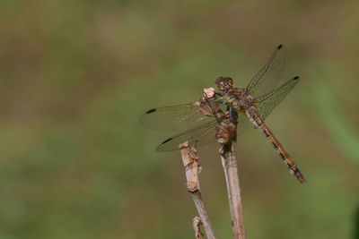 Close-up of dragonfly on plant