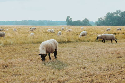 Sheep grazing on field against sky