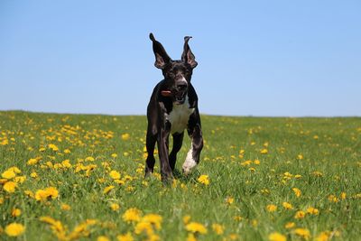 View of dog on field against sky